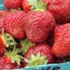 Honeoye Junebearing Strawberry Plants Lot of 10 - Disease-Resistant, High Yield