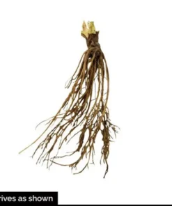 Honeoye Junebearing Strawberry Plants Lot of 10 - Disease-Resistant, High Yield