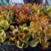 Hummel's Sunset, Crassula Ovata, Golden Jade Plant, Colorful Houseplant, Rooted Succulent in 4'' pot