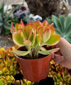 Hummel's Sunset, Crassula Ovata, Golden Jade Plant, Colorful Houseplant, Rooted Succulent in 4'' pot