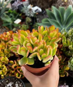 Hummel's Sunset, Crassula Ovata, Golden Jade Plant, Colorful Houseplant, Rooted Succulent in 4'' pot
