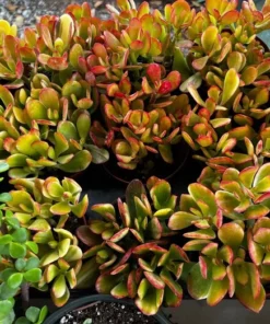 Hummel's Sunset, Crassula Ovata, Golden Jade Plant, Colorful Houseplant, Rooted Succulent in 4'' pot