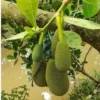 Jackfruit Artocarpus Heterophyllus Jack Fruit Seedling Plant 7”- 12" / Organic