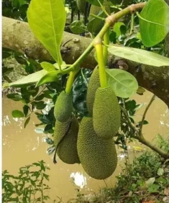 Jackfruit Artocarpus Heterophyllus Jack Fruit Seedling Plant 7”- 12