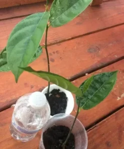 Jackfruit Artocarpus Heterophyllus Jack Fruit Seedling Plant 7”- 12" / Organic