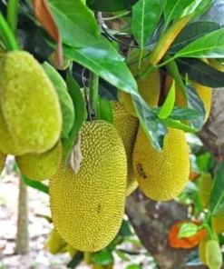 Jackfruit Artocarpus Heterophyllus Jack Fruit Seedling Plant 7”- 12