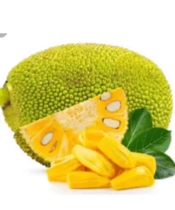 Jackfruit Artocarpus Heterophyllus Jack Fruit Seedling Plant 7”- 12