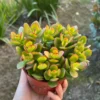 Jade Plant (Crassula Ovata) - 4'' Pot - Live Succulent