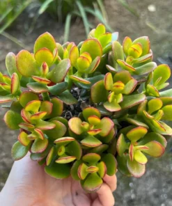Jade Plant (Crassula Ovata) - 4'' Pot - Live Succulent