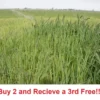 Japanese Millet Seeds - Fast Growing, Drought Tolerant, Wildlife - Pound - Grass Seeds For Lawn