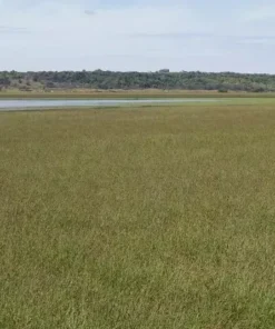 Japanese Millet Seeds - Fast Growing, Drought Tolerant, Wildlife - Pound - Grass Seeds For Lawn