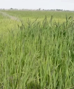 Japanese Millet Seeds - Fast Growing, Drought Tolerant, Wildlife - Pound - Grass Seeds For Lawn