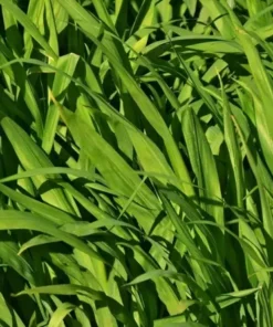 Japanese Millet Seeds - Fast Growing, Drought Tolerant, Wildlife - Pound - Grass Seeds For Lawn