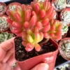 Jelly Bean Plant Sedum Rubrotinctum Live Succulent 2" 4" Pot Green