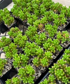 Jelly Bean Plant Sedum Rubrotinctum Live Succulent 2" 4" Pot Green