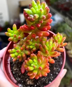 Jelly Bean Plant Sedum Rubrotinctum Live Succulent 2