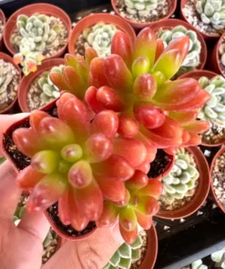 Jelly Bean Plant Sedum Rubrotinctum Live Succulent 2