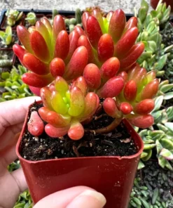 Jelly Bean Plant Sedum Rubrotinctum Live Succulent 2