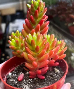 Jelly Bean Plant Sedum Rubrotinctum Live Succulent 2