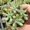 Jelly Beans, Sedum Pachyphyllum Rose, Live Succulent In 2", 4'' Pot