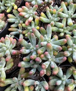 Jelly Beans, Sedum Pachyphyllum Rose, Live Succulent In 2", 4'' Pot
