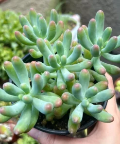 Jelly Beans, Sedum Pachyphyllum Rose, Live Succulent In 2