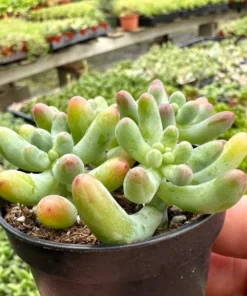 Jelly Beans, Sedum Pachyphyllum Rose, Live Succulent In 2