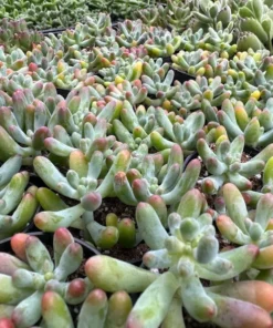 Jelly Beans, Sedum Pachyphyllum Rose, Live Succulent In 2