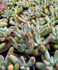 Jelly Beans, Sedum Pachyphyllum Rose, Live Succulent In 2