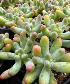 Jelly Beans, Sedum Pachyphyllum Rose, Live Succulent In 2