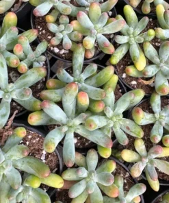 Jelly Beans, Sedum Pachyphyllum Rose, Live Succulent In 2