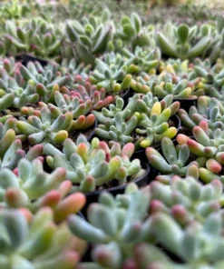 Jelly Beans, Sedum Pachyphyllum Rose, Live Succulent In 2
