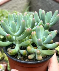 Jelly Beans, Sedum Pachyphyllum Rose, Live Succulent In 2