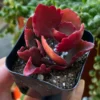 Kalanchoe Longiflora Coccinea Succulent 2" Pot - Tugela Cliff-kalanchoe