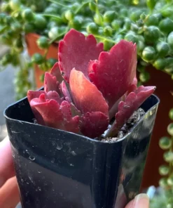 Kalanchoe Longiflora Coccinea Succulent 2" Pot - Tugela Cliff-kalanchoe