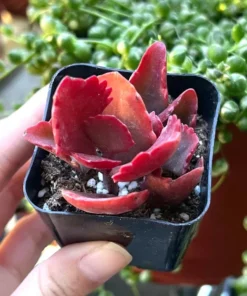 Kalanchoe Longiflora Coccinea Succulent 2