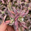 Kalanchoe Pink Butterfly Succulent 2''/4'' Pot - Variegated Live Plant