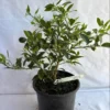 Key Bush Lime Tree – 1 Gallon Pot – Compact Citrus Tree for Gardens & Containers