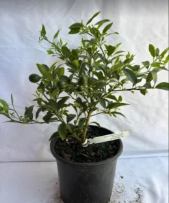 Key Bush Lime Tree – 1 Gallon Pot – Compact Citrus Tree for Gardens & Containers