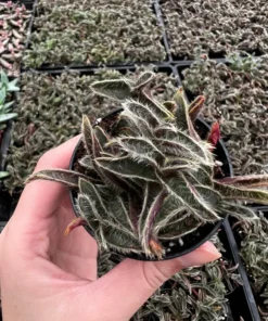 Kitten Ears, Cyanotis Somaliensis, Cute Succulent, Live Plant in 2'', 4”, 6" pot