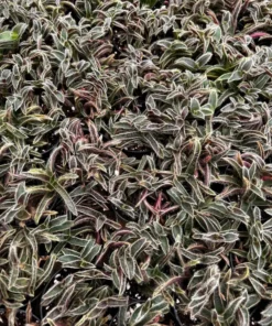 Kitten Ears, Cyanotis Somaliensis, Cute Succulent, Live Plant in 2'', 4”, 6