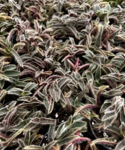 Kitten Ears, Cyanotis Somaliensis, Cute Succulent, Live Plant in 2'', 4”, 6