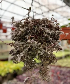 Kitten Ears, Cyanotis Somaliensis, Cute Succulent, Live Plant in 2'', 4”, 6