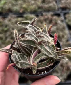 Kitten Ears, Cyanotis Somaliensis, Cute Succulent, Live Plant in 2'', 4”, 6