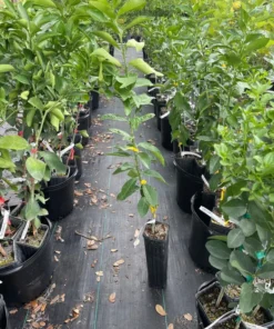 LISBON LEMON TREE (Grafted) 3 feet tall.