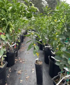 LISBON LEMON TREE (Grafted) 3 feet tall.