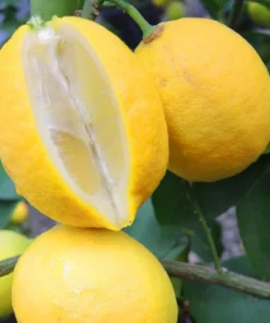 LISBON LEMON TREE (Grafted) 3 feet tall.