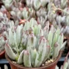 Lady Fingers Succulent Live Plant 4" Pot Blue-Green Cotyledon Orbiculata