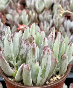 Lady Fingers Succulent Live Plant 4" Pot Blue-Green Cotyledon Orbiculata