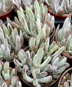 Lady Fingers Succulent Live Plant 4" Pot Blue-Green Cotyledon Orbiculata